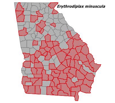 Erythrodiplax miniscula
(Little Blue Dragonlet) Erythrodiplax miniscula
(Little Blue Dragonlet)